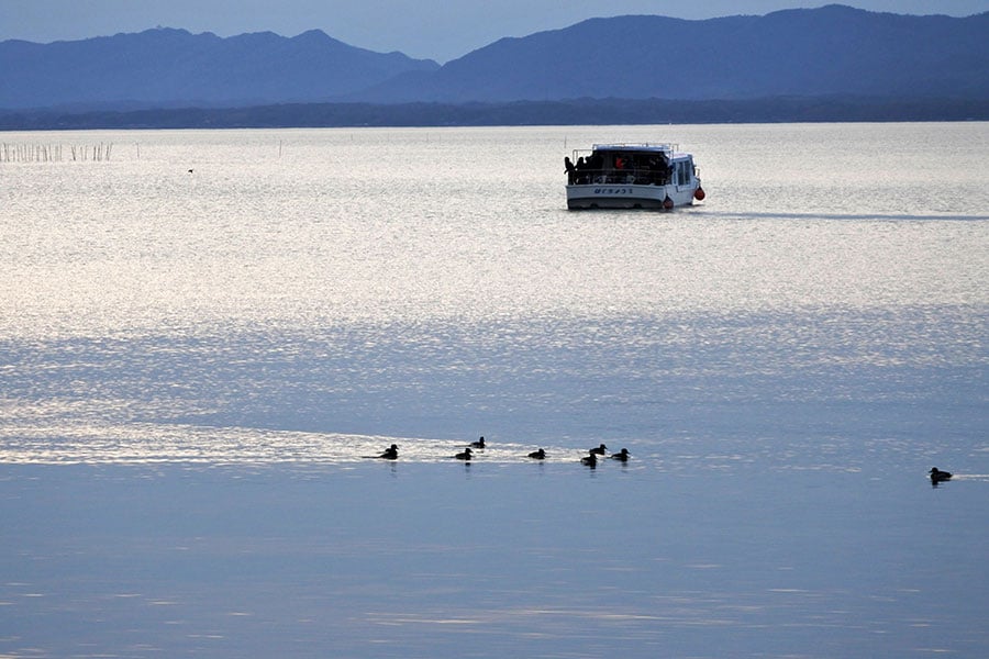 水鳥たちの生息域でもある宍道湖。