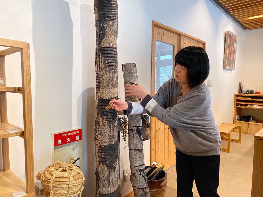 これが漆の木。浄法寺地区の林で15年以上かけて育て、毎年6～11月にかけて少しずつ漆を掻く。©伊藤由起