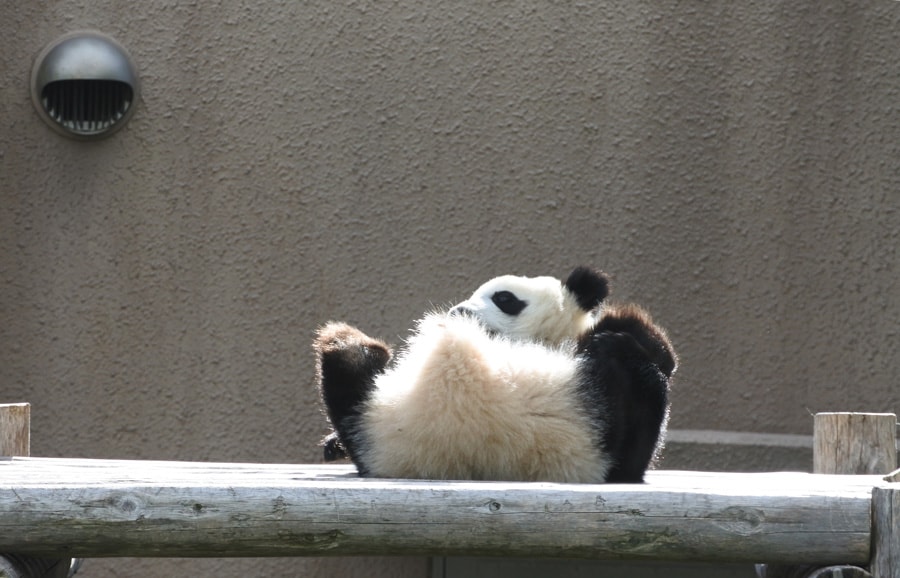 ふうひん、おなかを温めたいのかな？