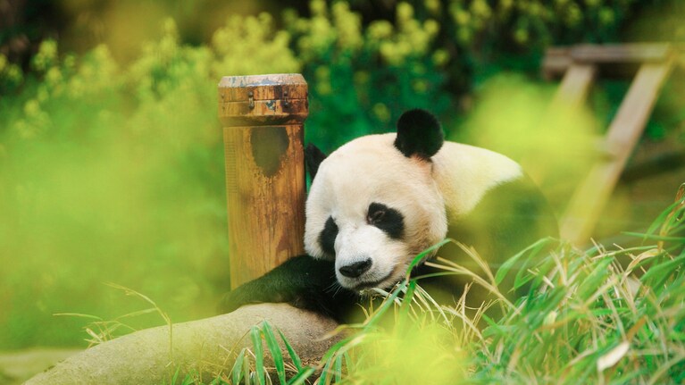 ローバオ（フーバオの父）　©2024 ACOMMZ and EVERLAND RESORT. All rights reserved