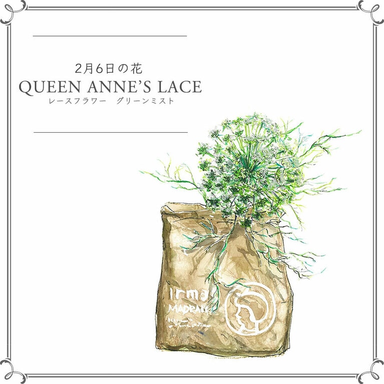 2月6日の花「レースフラワー グリーンミスト」
