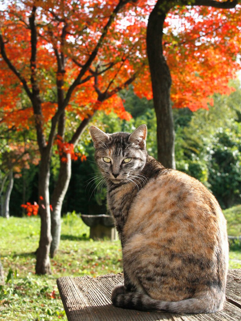 「今年も『紅葉』が色づいたのニャ♪　綺麗な『紅葉』をバックにクールビューティーな感じの私を撮るのニャ♪」