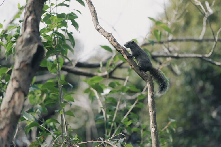 頭上では野生のリスが元気よく駆け回っている。