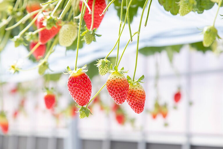 【埼玉県】埼玉のいちご農園。