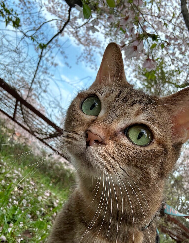 おと ♀ 9歳。桜を見に行った時の写真と動画です。桜に負けないぐらい可愛いものが撮れました（しほさん）