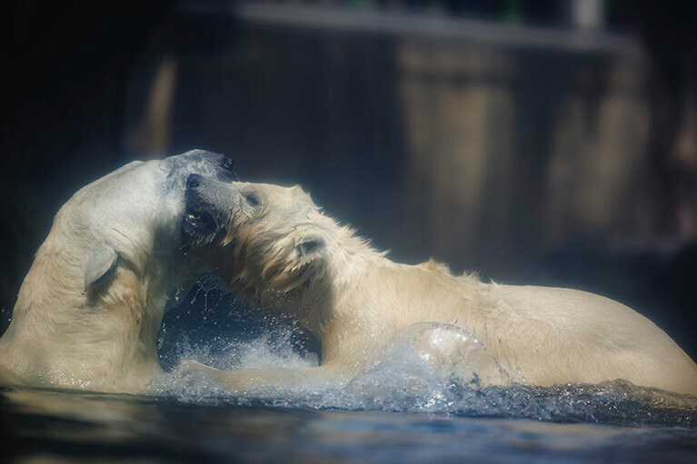 イッちゃんとライ。