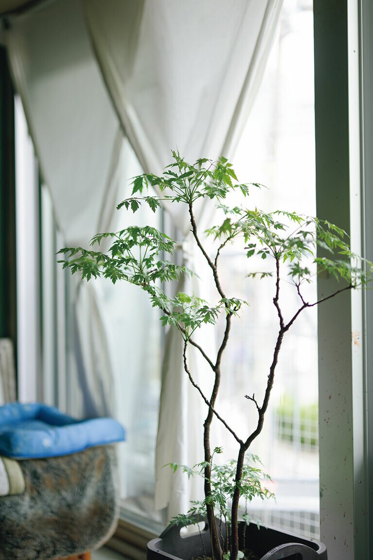 この記事の取材は、渋谷にある順子さんのアトリエにて行われた。すこやかに育った栴檀の鉢植えは、60代に共同生活を営んでいたパートナーが種から育て、残していったもの。息子たちにも同じように贈られたという。