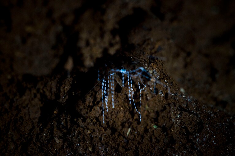 土ボタルの正体は、ヒカリキノコバエの幼虫。オーストラリアとニュージーランドのごく一部にのみ生息しています。photo:Tour Gold Coast