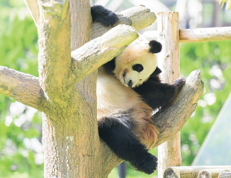 【彩浜（さいひん）メス／6歳】彩浜は外の水栓を開けて水を出すことも。以前この場所を使っていた結浜も同様だった。飼育スタッフが様子を見に行くと「パンダは『これをすればスタッフが来てくれるんだ！』と理解しているようです」（中谷さん）
