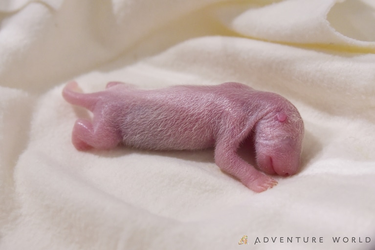 生後1日目の彩浜。©アドベンチャーワールド