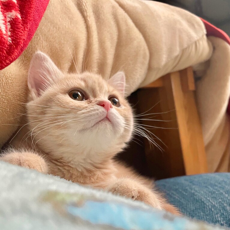 マーボ ♂ 0歳。