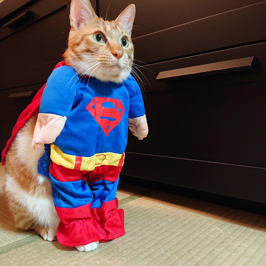 コロ ♂ 6歳。コロナ禍から救ってくれるスーパーマン。名付けてスーパーコロマン!!　ボクがみんなの平和を守るぞー！