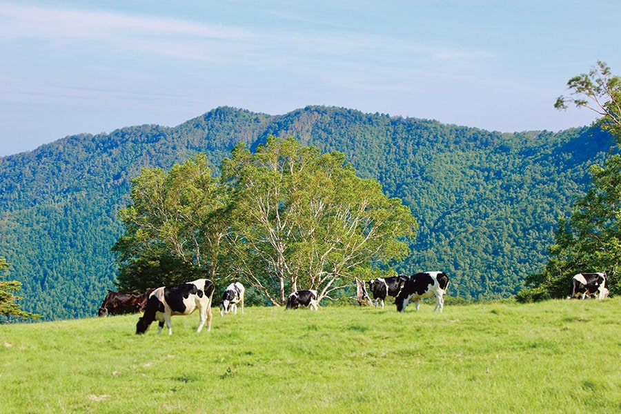 宿は広大な牧場に隣接。自然放牧の牛がのんびりと草をはむ、のどかな景色が広がる。