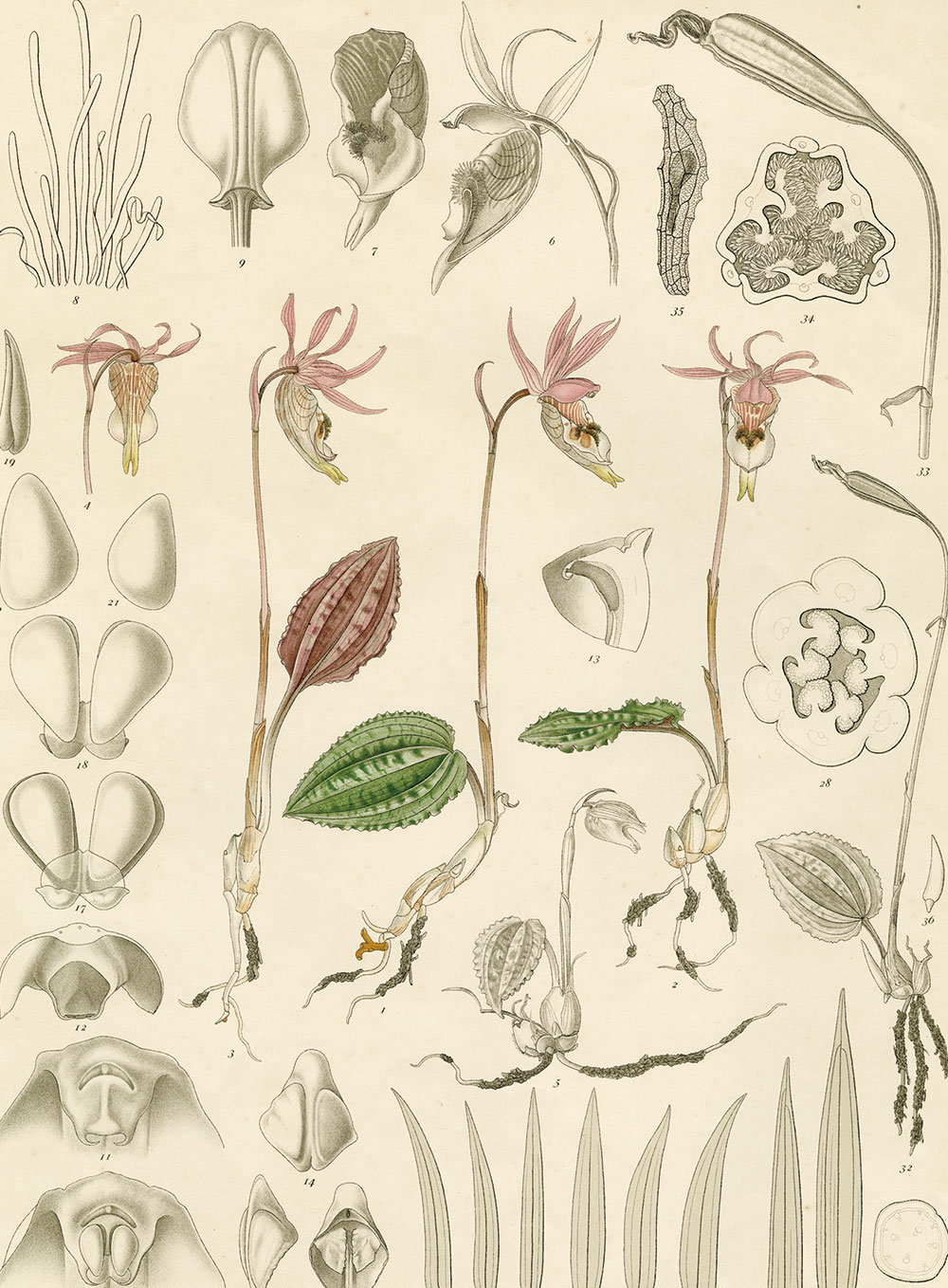 1911年に出版された『大日本植物志』に収めたホテイランの彩色の植物画。緻密で繊細。