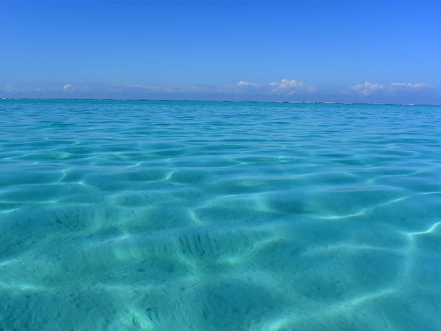 世界遺産の青い海で海ガメたちが泳ぐ ニューカレドニアのワイルド