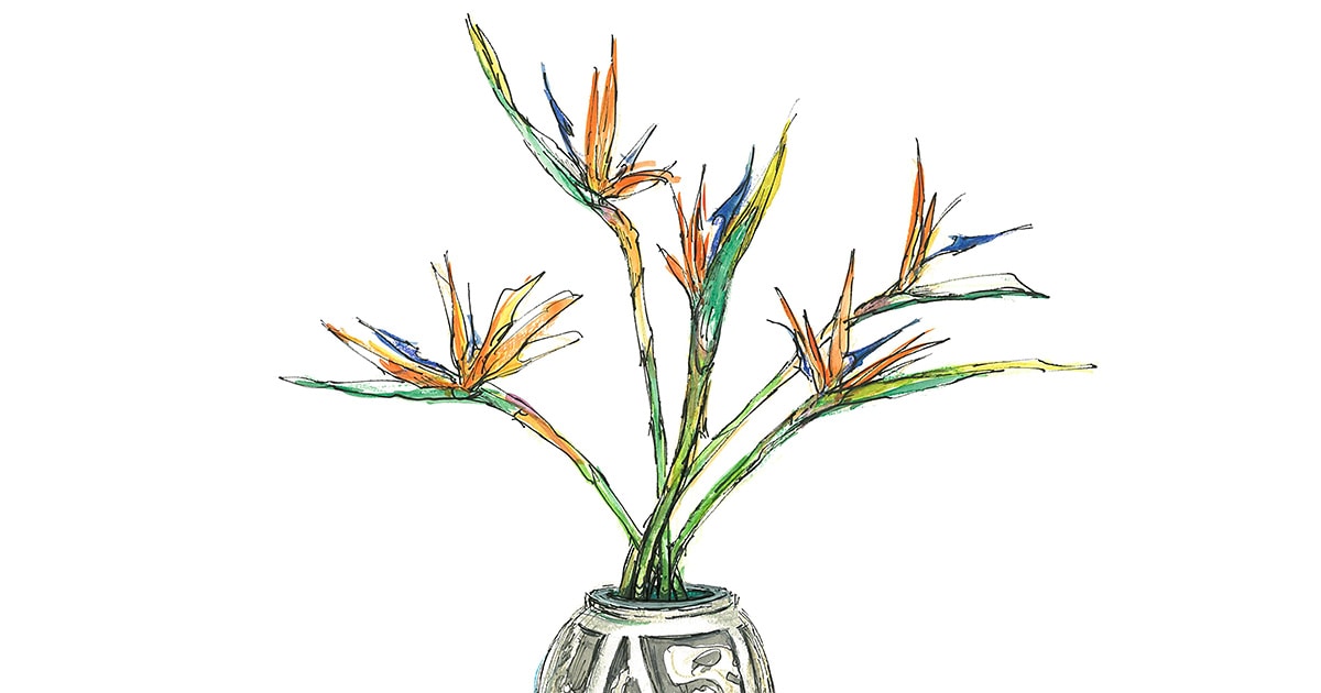 8月10日の花 ストレリチア 別名は極楽鳥花 エキゾチックでクール 今日 花を飾るなら ブルームカレンダー