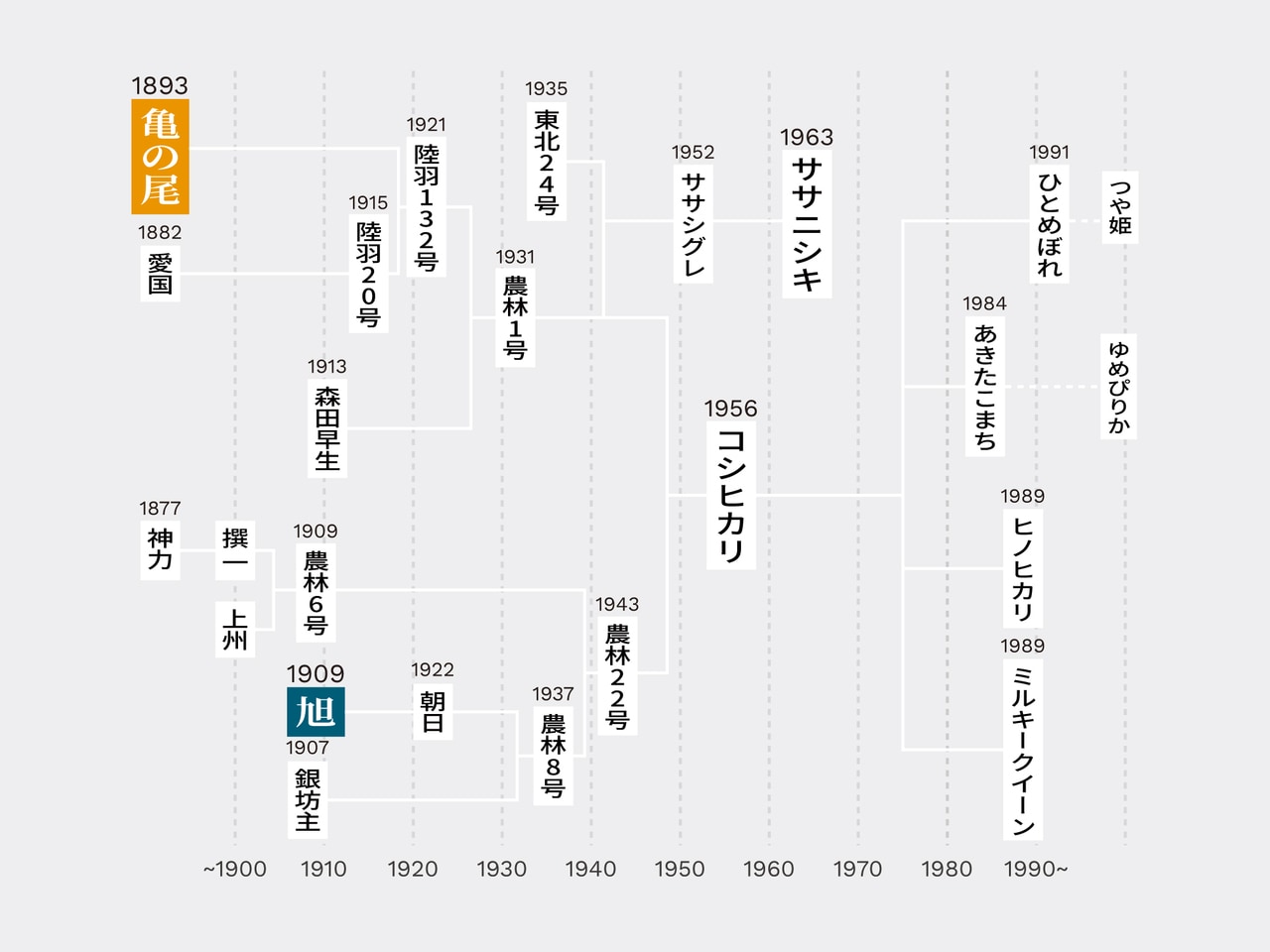 現代の人気品種は、「亀の尾」と「旭」が品種改良で生まれた。