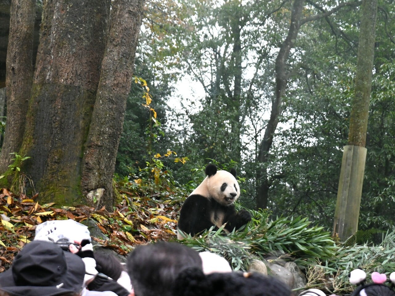 中国・雅安での公開から1年以上が経った香香。2024年12月8日。