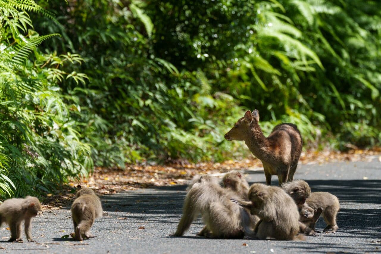 道路上でくつろぐヤクザルとヤクシカ　©️大島淳之