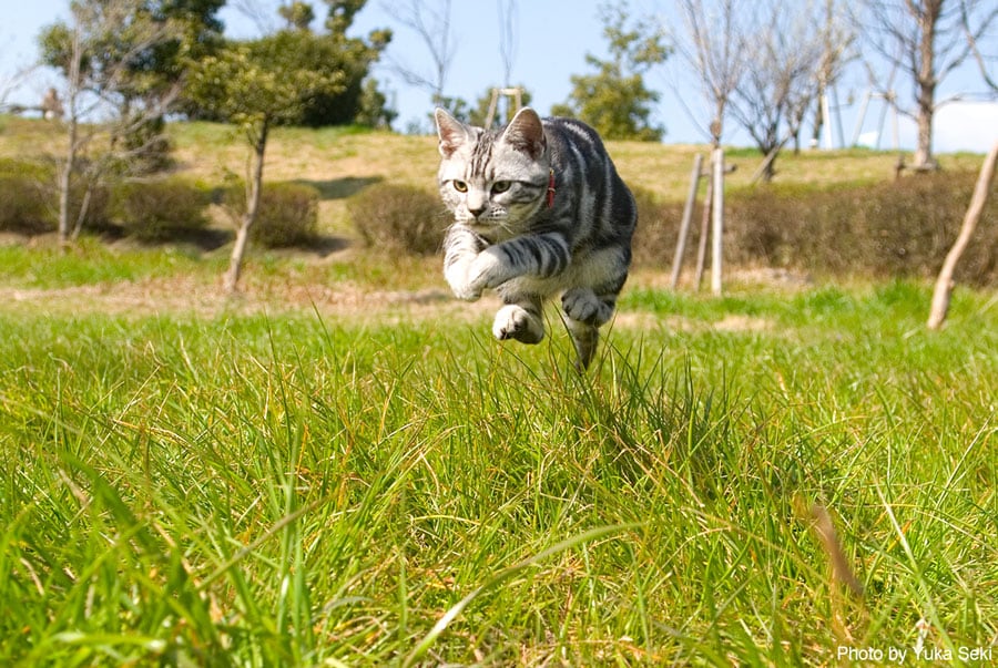 【スーパーキャッツ篇】走り姿がかっこよすぎるチャミーちゃん。2007年2月、大阪の公園で撮影。