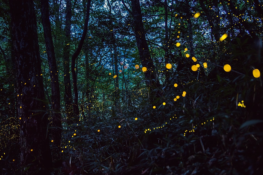 【岡山県】羅生門のヒメボタル。