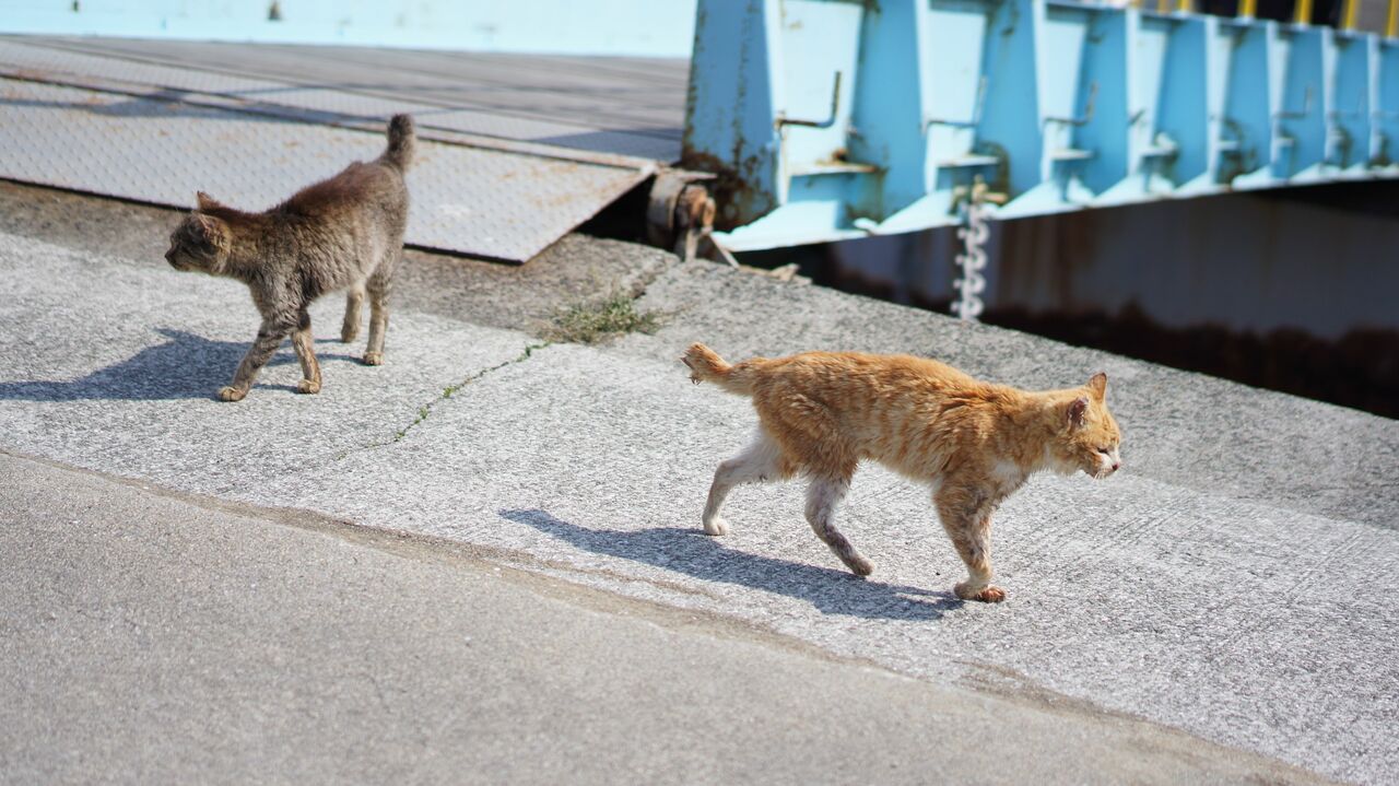 発着場のそばをのらりくらりと歩き回る猫