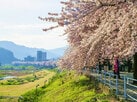 北海道・東北　春の絶景・風物詩