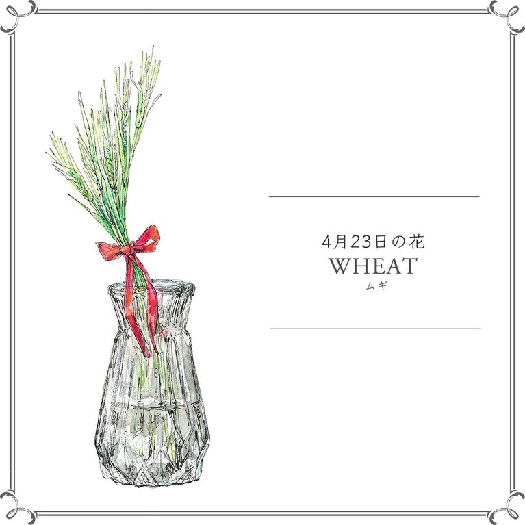 4月23日の花「ムギ」