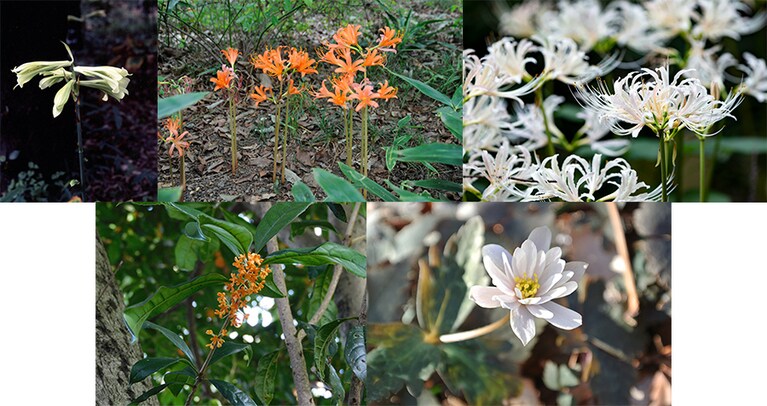 写真左から時計回りにウバユリ、オオキツネノカミソリ、シロバナマンジュシャゲ、ユキワリイチゲ、キンモクセイ。