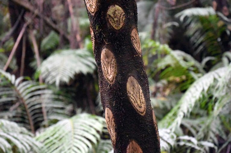 ヒカゲヘゴの幹の小判のような部分が川に流れ、浜辺で見つかることも。森は海へとつながっています。