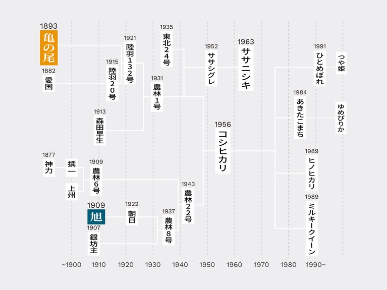 現代の人気品種は、「亀の尾」と「旭」が品種改良で生まれた。