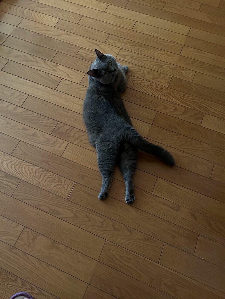 モモ メス 3歳。すごく美人な時とすごくブサカワな時のギャップがたまりません。意外とどんくさくて階段を勢いよく登ってつまずいたり高いところへのジャンプに失敗したり赤ちゃんの時から我が家の癒し系です。末っ子のくせに先住猫より態度は大きいです（さおりんさん）。