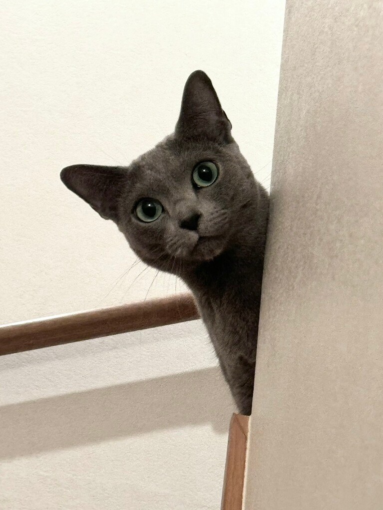 こはる ♀ 3歳。帰宅後、こはるーと名前を呼ぶと「ニャ～」と階段から顔を覗かせました。仕事の疲れも吹き飛びます♡（naokonさん）