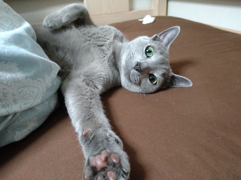 甘えん坊部門5位：銀次 ♂ 4歳。