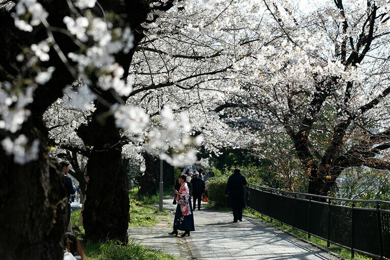 毎年、多くの人で溢れる遊歩道が、今年はさすがに人がまばら。