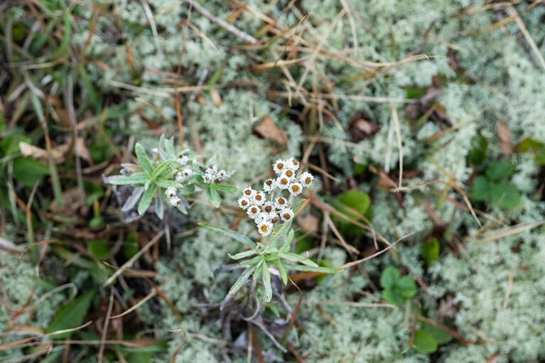 愛らしいお花をつけているヤマハハコ。