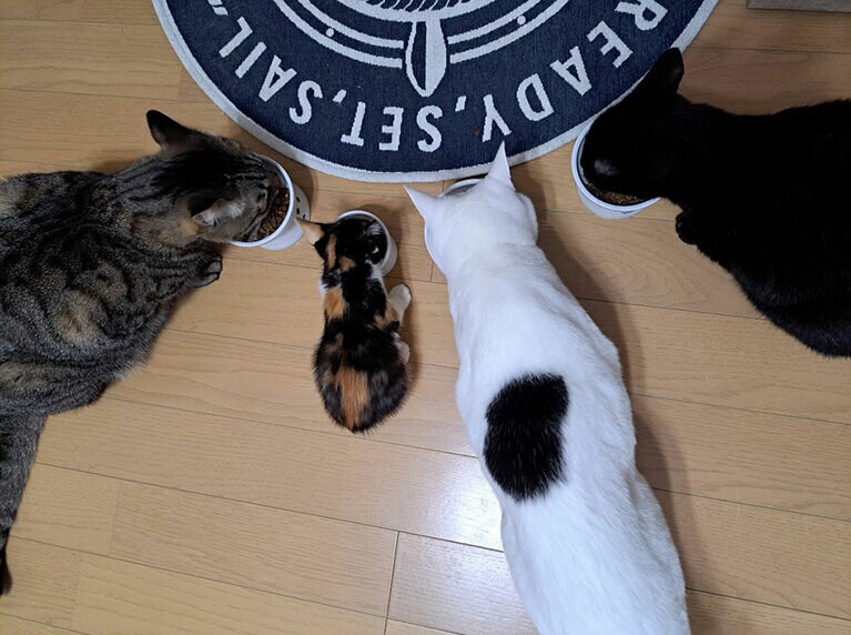 ララ、めい、レオ、ミケ ♀ 5歳、5歳、4歳、4カ月。4匹目の保護猫を迎えて、みんな仲良く過ごせるか心配していましたが、すんなり受け入れてもらった様です♡（いーちゃんさん）