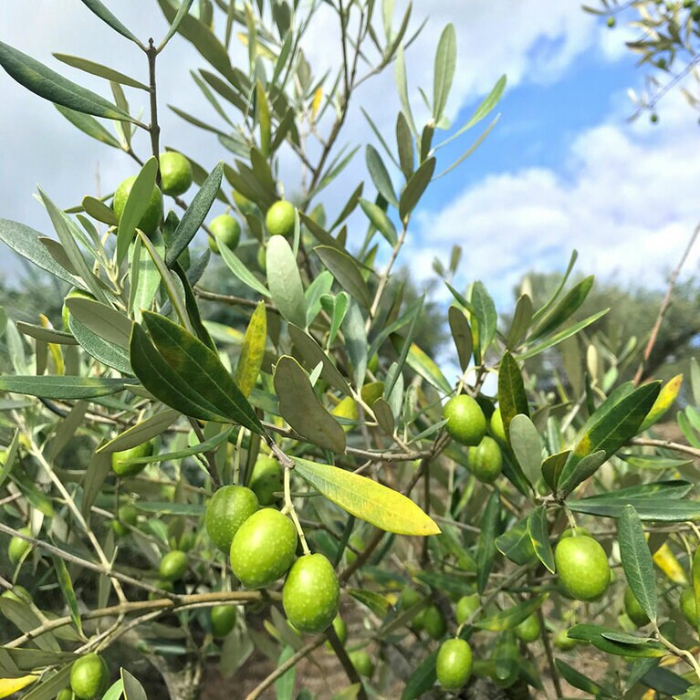 【香川県】オリーブの収穫。