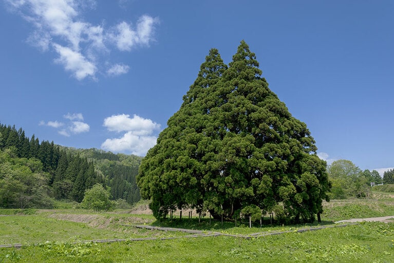 小杉の大杉。