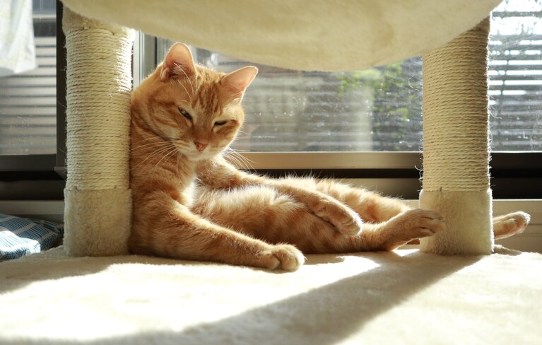 はる	♂ 7歳。日差しが暖かく気持ちいい午後。キャットタワーの下でひとり日向ぼっこしている姿が可愛らしくパチリ。終電を逃したサラリーマンのような格好に思わずクスリとした瞬間でした（よっちゃんさん）