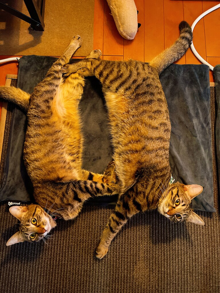 しゃこ＆こはだ ♂ 1歳。ホカペ大好き！