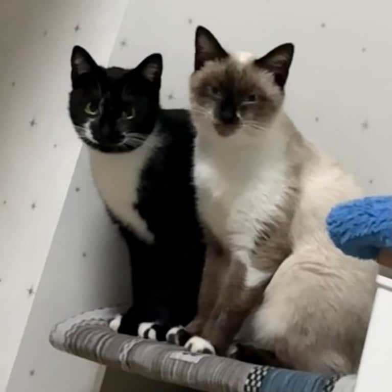 左：ハナ ♀ 8カ月、右：ナナ ♀ 3～4歳（保護猫なのでおよその年齢）。「夏に引っ越してきたんですが庭にシャム猫ナナちゃんが、白黒タキシードのハナちゃんと兄弟4匹の子猫を連れて現れるようになり、窓越しに見て癒されていました。ですが2匹減り……また2匹減り……ナナとハナだけになってしまい身体も痩せていて、他の野良猫に近づかれ唸っているのを何度か助けていました。家族でいろいろ考えて、保護する決断をし、ご飯をあげるようにしたら少しずつ触れるようになり保護しました。今や少しずつ家に慣れきたところで、夜は猫じゃらしタイムでおおはしゃぎ！　追いかけっこや、じゃれあい、親子でぺろぺろ舐め合いっこしています。先住猫とも少しずつ慣れてきています。夜中は追いかけっこで寝ている私の上を踏んだり、タンスから飛び降りてきて肋骨がやられそうです……今回はそんな中の仲良く猫じゃらしのパスをして遊んでいるところが可愛かったので見て欲しいです！　お母さんナナちゃんガリガリで子供達を必死で育てていたこにいなくなってしまって悲しかっただろうし、ハナちゃんは兄弟いっぱいいたのに1人になってしまって寂しかっただろうし、他の野良猫に追いかけられていたのを見ていたら、家で安心してくれて、あったかいところで寝てくれてよかったと思っています。これからはいっぱい安心と愛情を与えて幸せにするからね！」（飼い主さんより）。