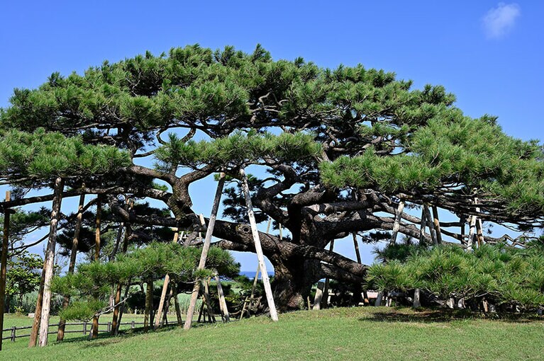 最長幅約28ｍという見事な枝ぶりの念頭平松。