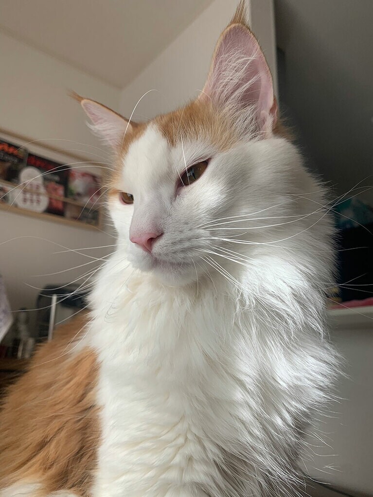 Leon(レオン) ♂ 1歳11カ月。「体は大きいのにものすごく甘えっ子なノルウェージャンの男の子です。いっぱい食べて遊んで、ずっと健康でいてね！」