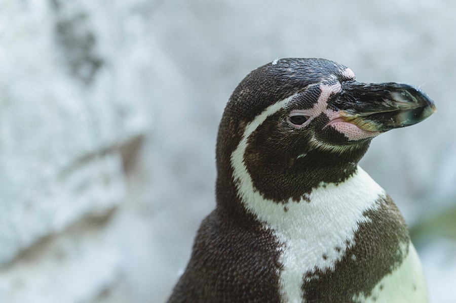 フンボルトペンギン。キメ顔を見せてくれました。
