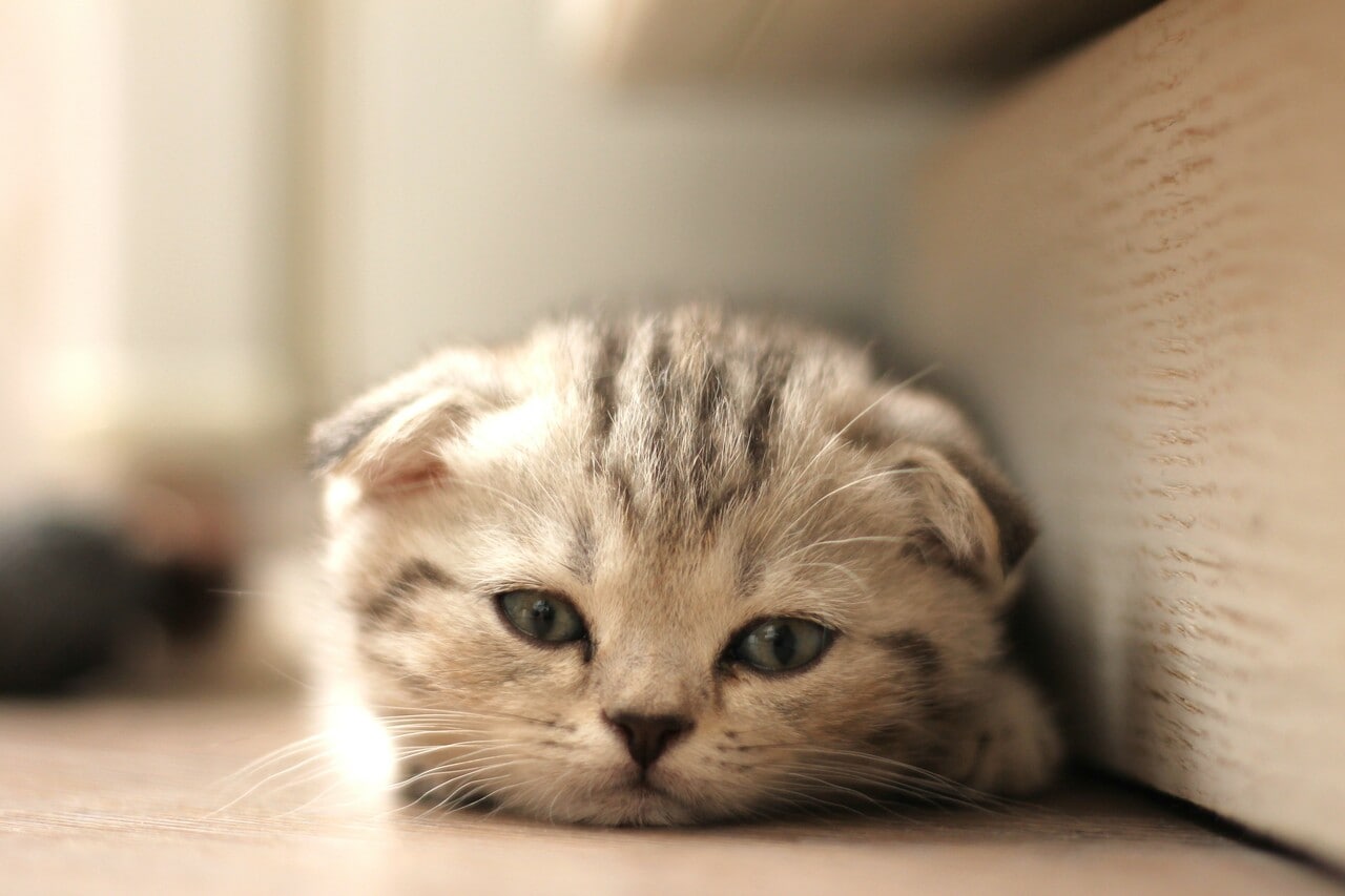 垂れ耳猫のスコティッシュ・フォールド。Photo by Marat Mukhambetaliev from Pixabay