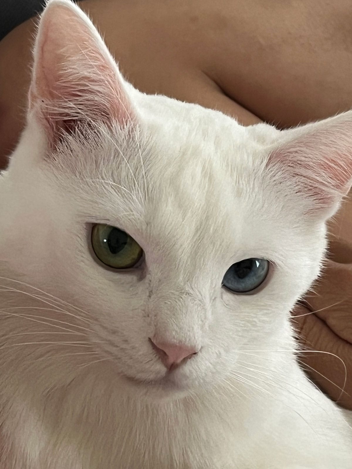 ステラ ♀ 2歳3カ月。