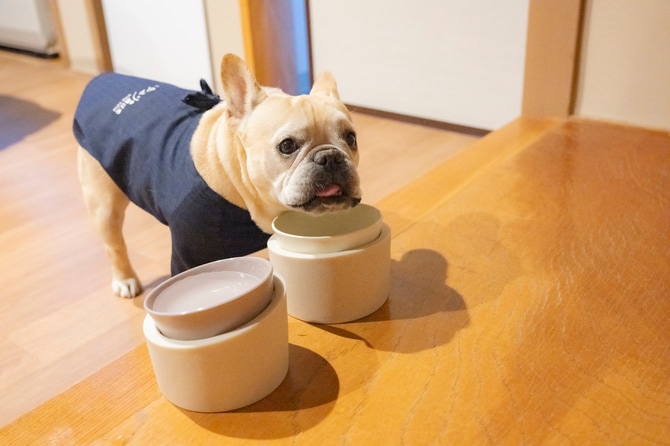 犬用アメニティのフードボウルは、高さのあるデザインで短頭種でも食べやすくありがたい。