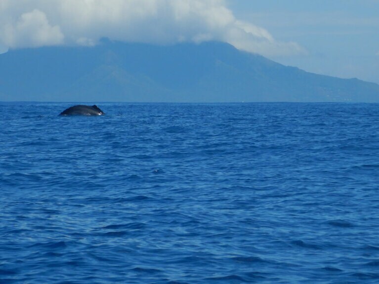 またもや背中を発見。釣り船が「遠くでみたよ」と言ったのは、実はひっかけで、すぐ近くからクジラの親子が出没しました。