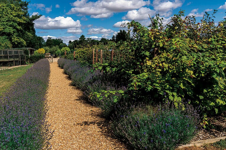 敷地内の菜園。